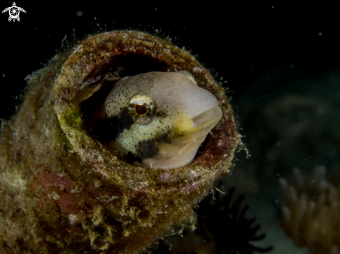 A Blenny | Blenny