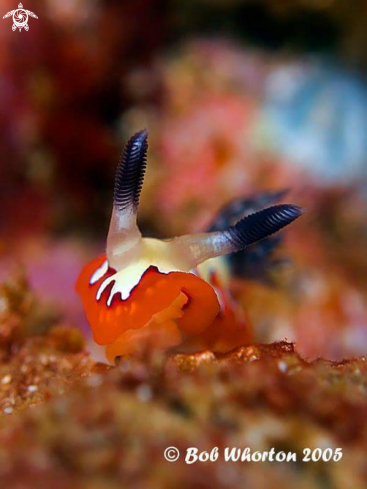 A Nudibranch 