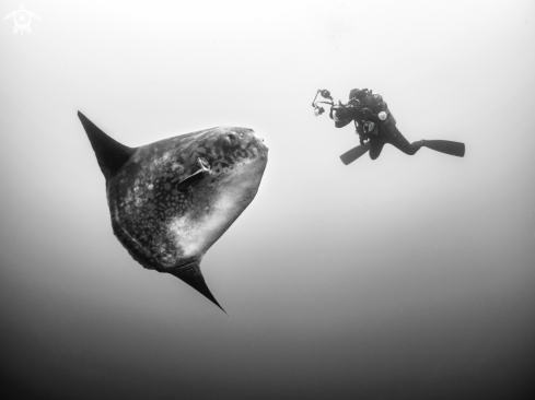 A Southern Ocean Sunfish