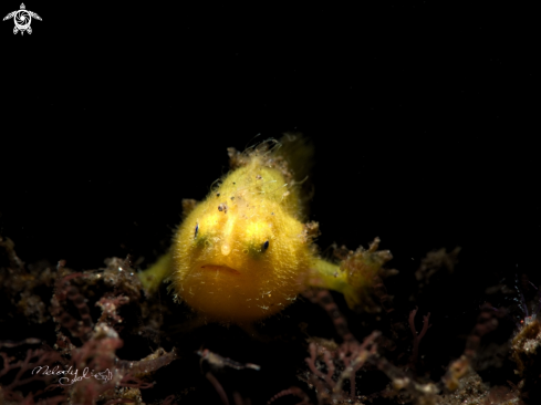 A Frogfish