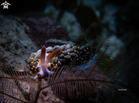 A Cuthona sp. | Nudibranch