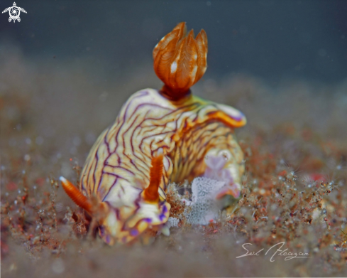 A Hypselodoris zephyra | Nudibranch