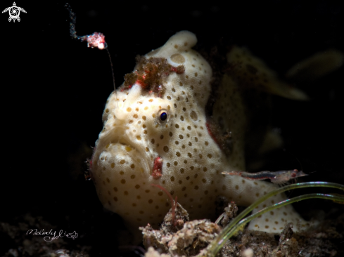 A ‎Antennarius‬ pictus | Frogfish