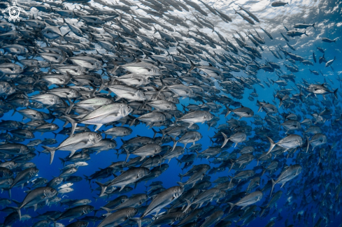 A Caranx sexfasciatus | Bigeye Trevally