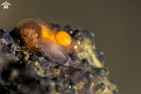 A Comensal Sponge Shrimp full eggs 