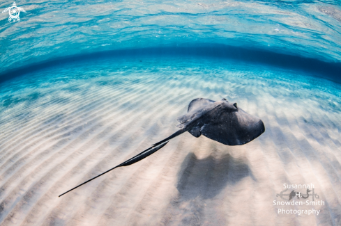 A Dasyatis americana | Southern Stingray