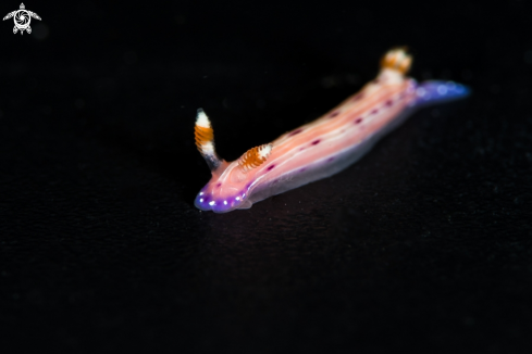 A Hypselodoris maculosa