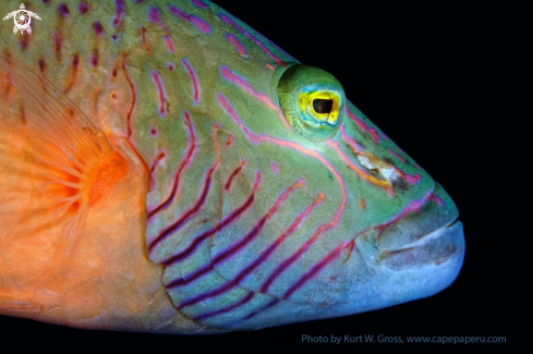 A Wrasse