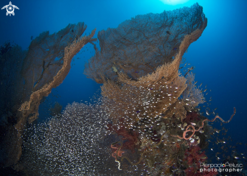 A Sea Fun and Glass Fish