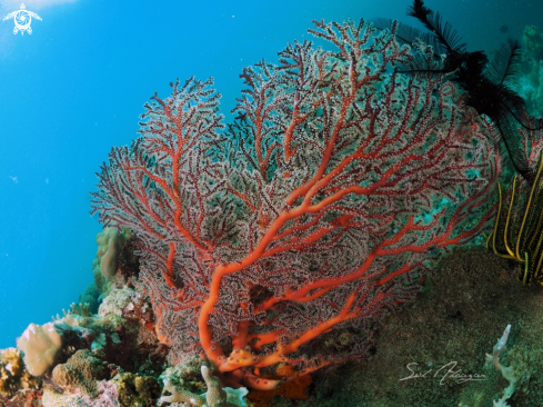 A Gorgonian Seafan