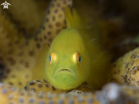 A Hairy Goby