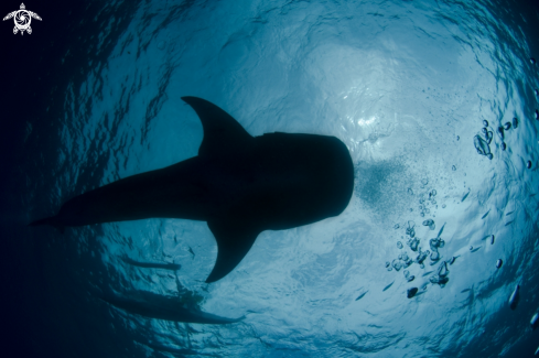 A Rhincodon Typus