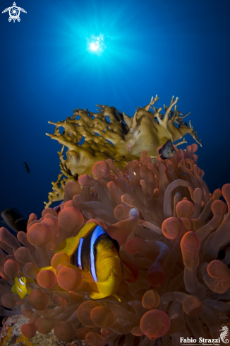 A Anemonefish 