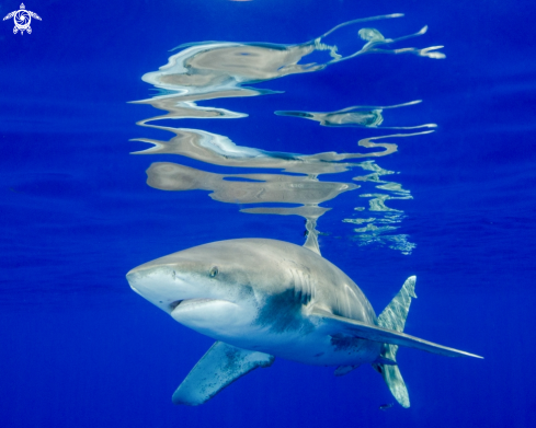 A Oceanic White Tip Shark