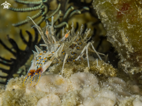 A TIGER SHRIMP