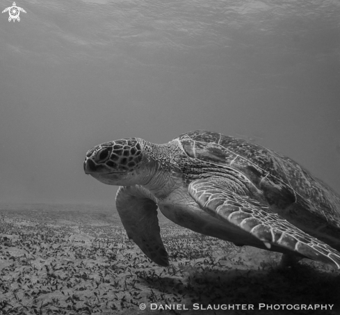 A Chelonia mydas | Green Turtle