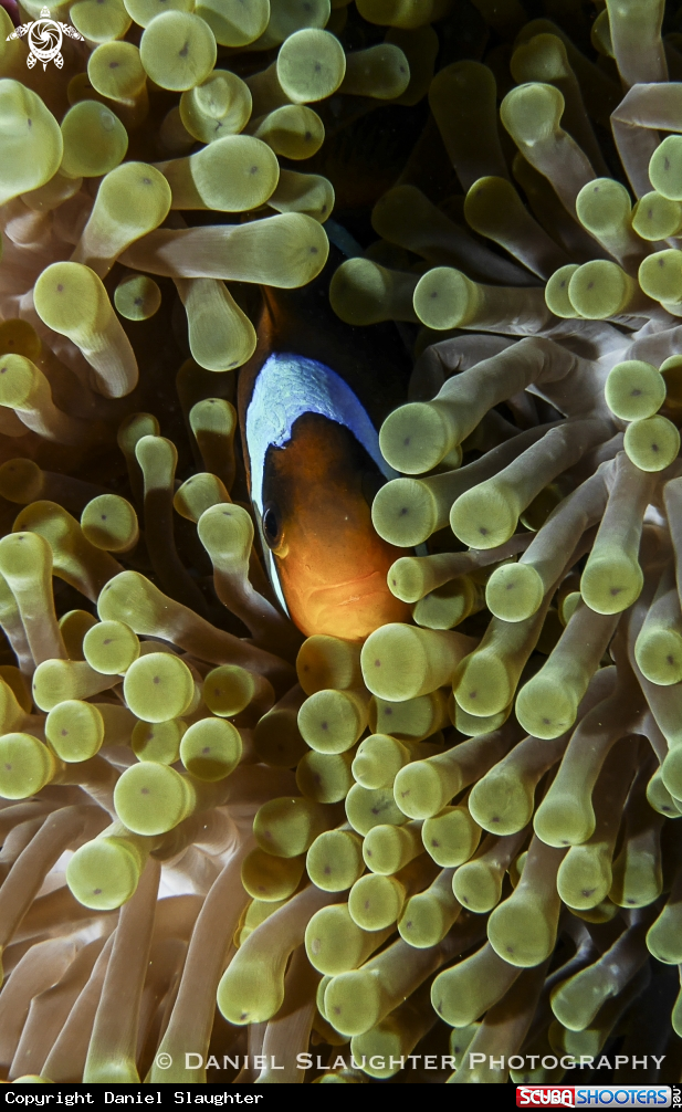 A Anemone Fish