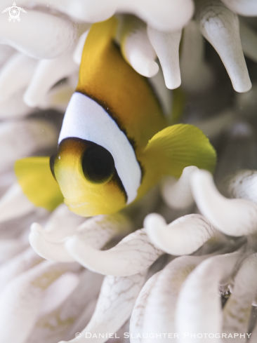 A Anemone Fish