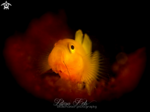 A Lubricogobius exiguus | Lemon Goby