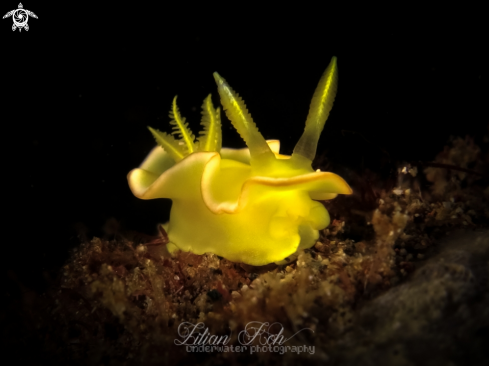 A Nudibranch