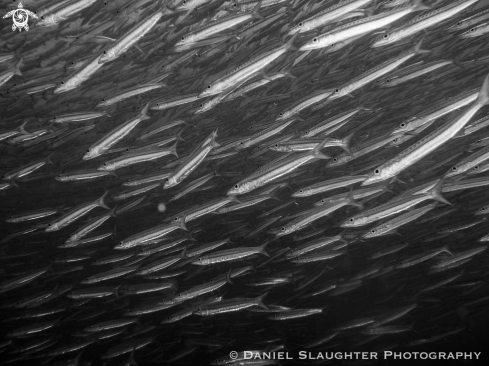 A Juvenile Chevron Barracuda