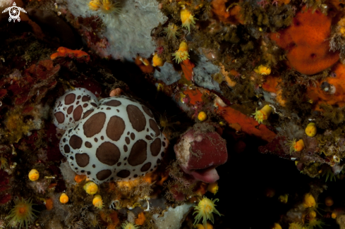 A Peltodoris atromaculata | Dotted sea-slug