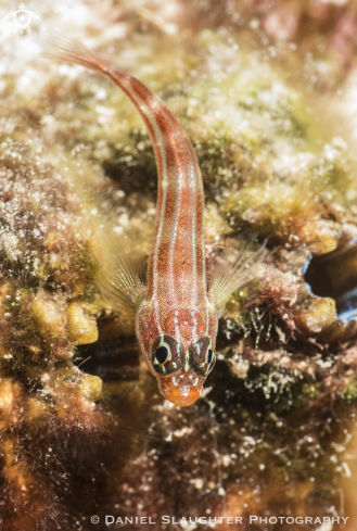 A Blenny