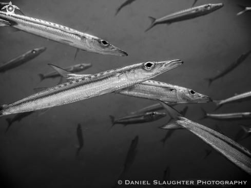 A Juvenile Chevron Barracuda