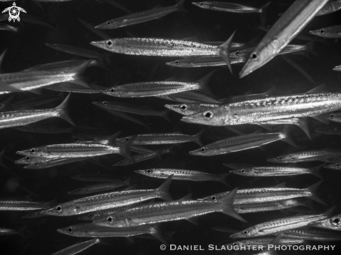 A Juvenile Chevron Barracuda