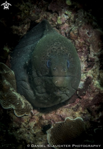 A Giant Moray Eel