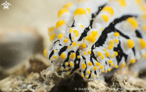 A Phyllidia Varicosa | Scrambled Egg Nudibranch