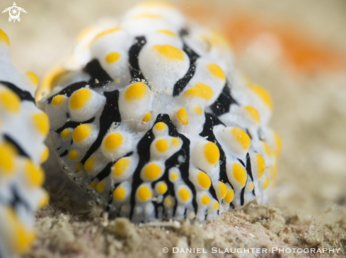 A Phyllidia Varicosa | Scrambled Egg Nudibranch