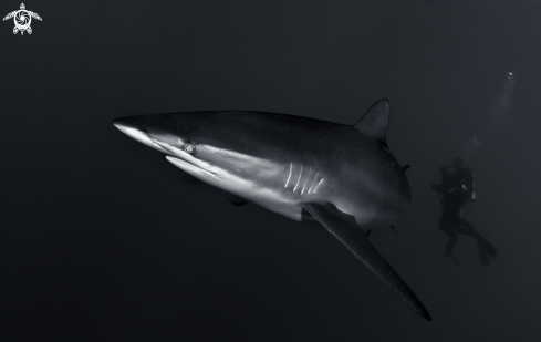 A Silky shark