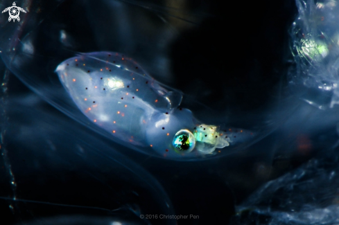 A Bigfin Reef Squid Paralarvae 