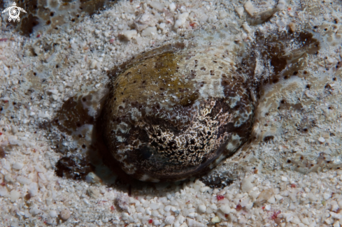 A Cymbacephalus beauforti | Crocodile Fish