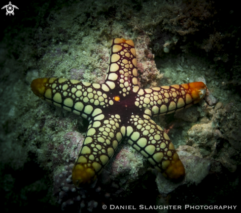 A Sea Star