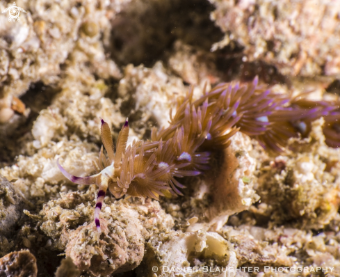 A Unknown | Nudibranch