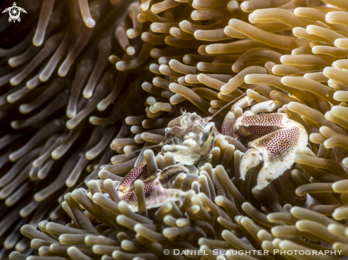 A Neopetrolisthes maculatus | Spotted Anemone Crab