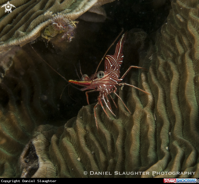 A Hingeback Shrimp