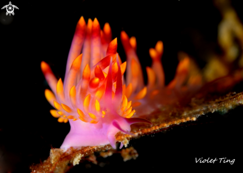 A Nudibranch