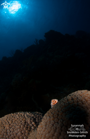 A Spirobranchus giganteus | Christmas tree worm, star coral