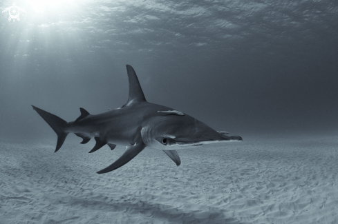 A Sphyrna mokarran | Great Hammerhead