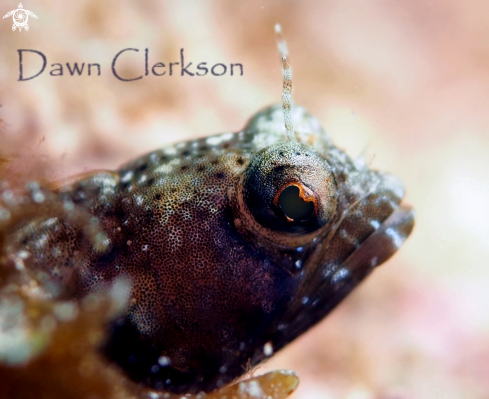 A Sailfin Blenny