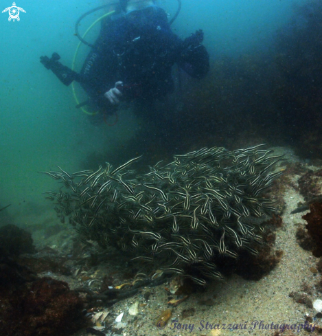 A Striped catfish