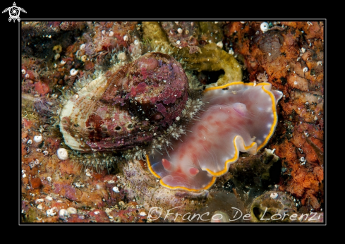 A Haliotis tubercolata passing over a Felimida purpurea. | A sea ear walks over a purple sea slug.