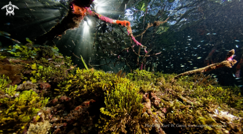 A Mangrove