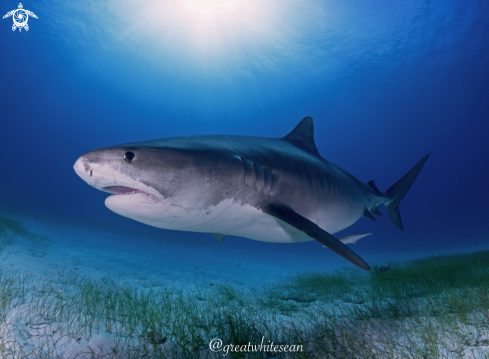 A Tiger Shark