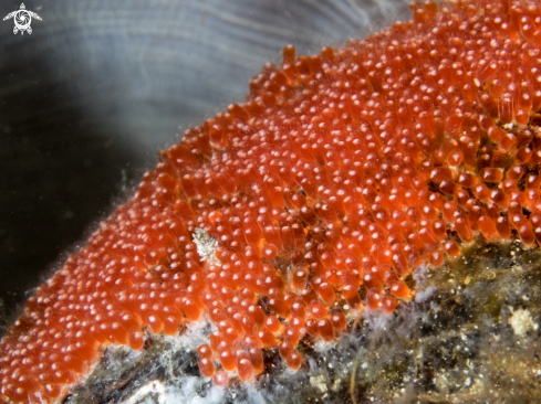 A Clownfish eggs | Clownfish eggs