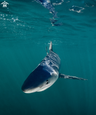 A Blue Shark