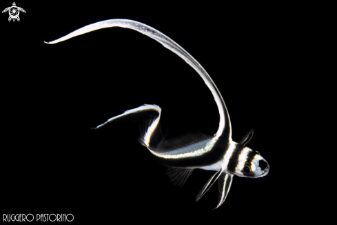 A Equetus punctatus | Drumfish